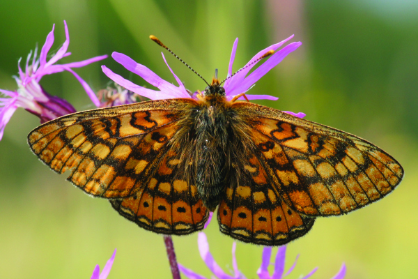 Le déclin des papillons se répercute sur d’autres espèces